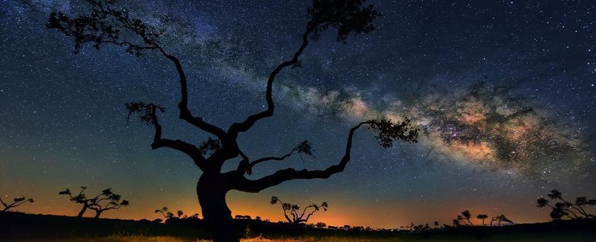 Дерево на фоне Млечного Пути. (6016х4016)